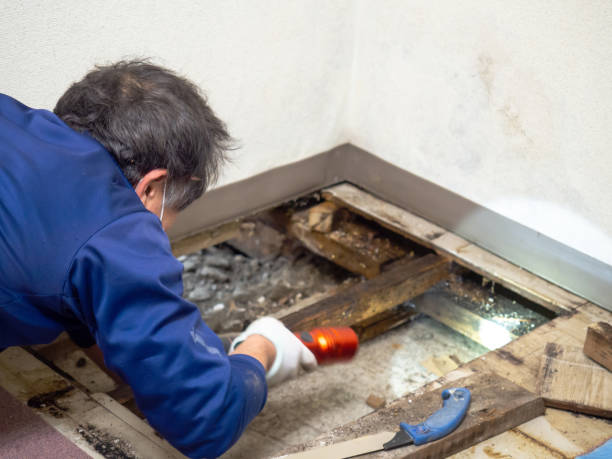 Oakland, NJ Mold Removal Company