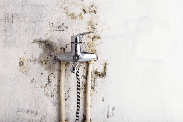 Best Professional Mold Removal  in Oakland, NJ
