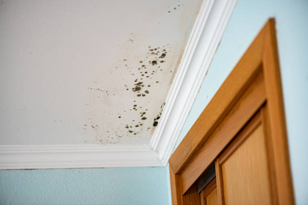 Best Mold Damage Repair  in Oakland, NJ