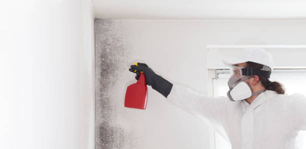 Best Mold Removal Near Me  in Oakland, NJ