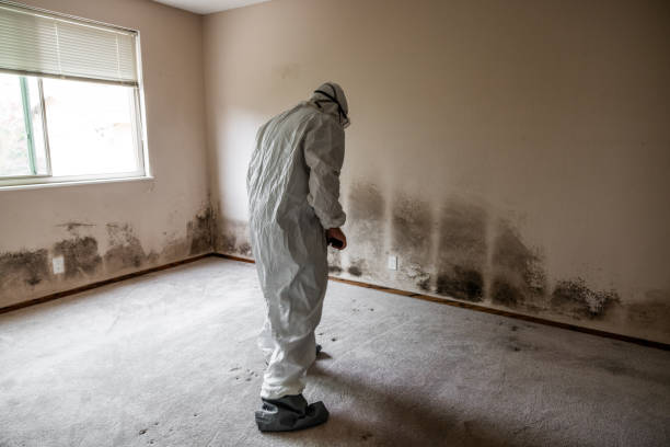 Best Local Mold Removal Service  in Oakland, NJ