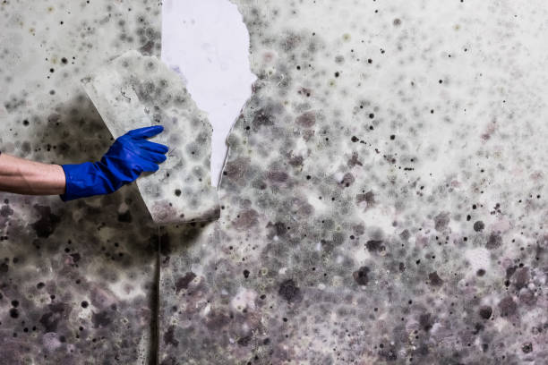 Best Commercial Mold Removal  in Oakland, NJ