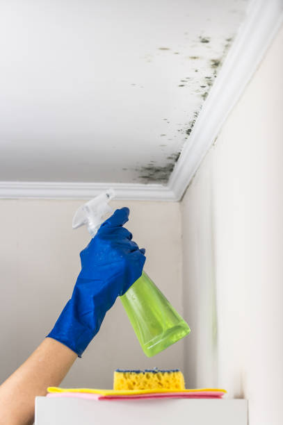 Best Attic Mold Removal  in Oakland, NJ