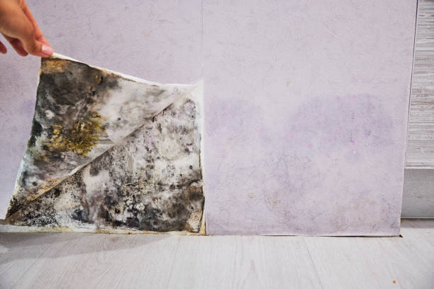Best Mold Testing  in Oakland, NJ